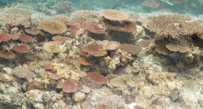 3D＆VR技術で、誰でもいつでもサンゴ礁を鑑賞できる！ | トピックス